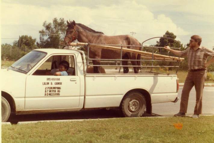 Image of Brumby Like Racehorses